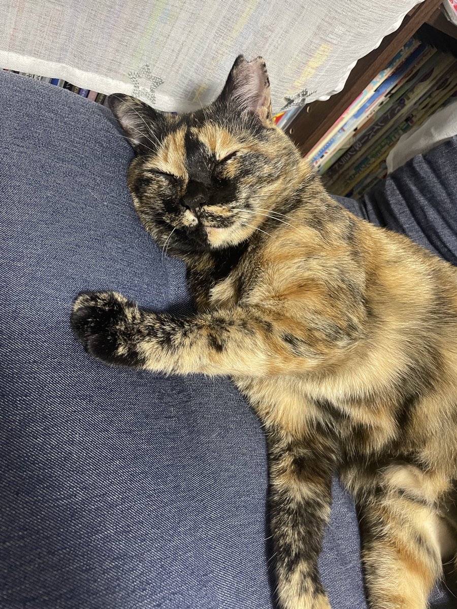 misonicat0502's tweet photo. みそにです！ https://t.co/IYYIotkb3l