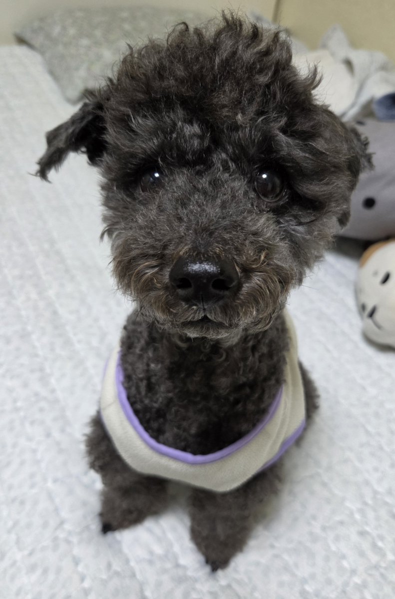 PoodleCharles's tweet photo. 누나 삑삑이 어디에 숨겼더요? 안보여요 힝 https://t.co/Mole10CKxC