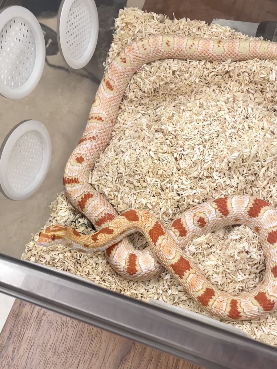 aki_82866's tweet photo. meet kk🐍这孩子小时候鸡鸡太大（我捏造的）挤不出来被误判为母蛇，直到长大开始发情拒食才发现，， https://t.co/CvVyVtEvog