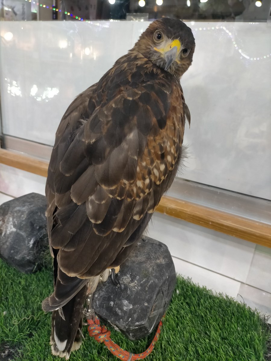 sr2yan's tweet photo. 行きたかった新大久保のアニマルカフェ行ってきた〜🦉！
ビントロングが一番可愛かった😍♥

夜はちゃんと予約してミナリチュクミサムギョプサル食べに行ったのにミナリが品切れって言われて膝から崩れ落ちたわ😭😭💔🌱 https://t.co/3KLc9SjmTu