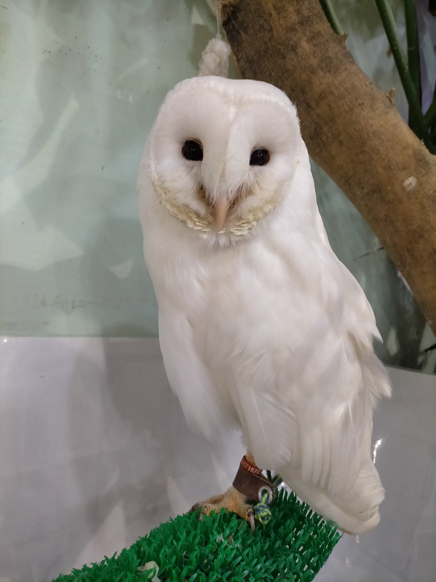 sr2yan's tweet photo. 行きたかった新大久保のアニマルカフェ行ってきた〜🦉！
ビントロングが一番可愛かった😍♥

夜はちゃんと予約してミナリチュクミサムギョプサル食べに行ったのにミナリが品切れって言われて膝から崩れ落ちたわ😭😭💔🌱 https://t.co/3KLc9SjmTu