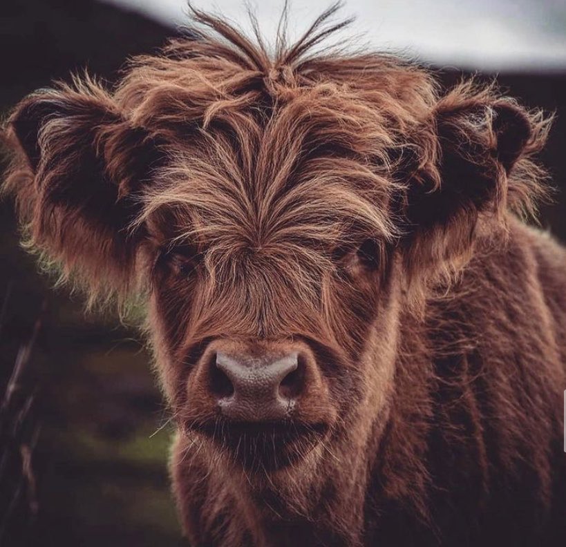 CowoftheDay1's tweet photo. 📅 25th October 2026
🏷️ Instagram/atlas.brothers
💕 #animaloftheday https://t.co/pZk8l6qBva
