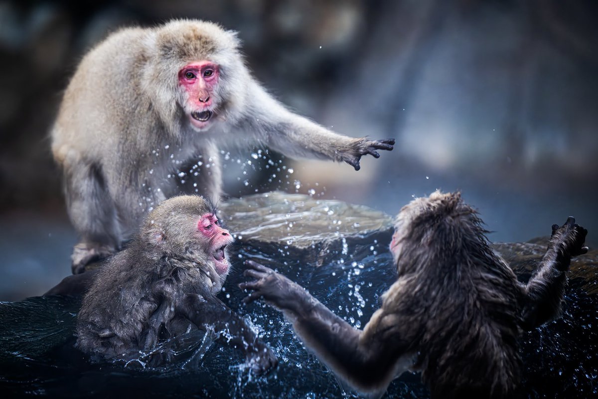 32Nural's tweet photo. Japan’s snow monkeys are always a highlight. Even with the crowds, there’s no shortage of beautiful moments as they interact, soak in the onsen, and settle their little squabbles. https://t.co/TW2Y59Y0Ix