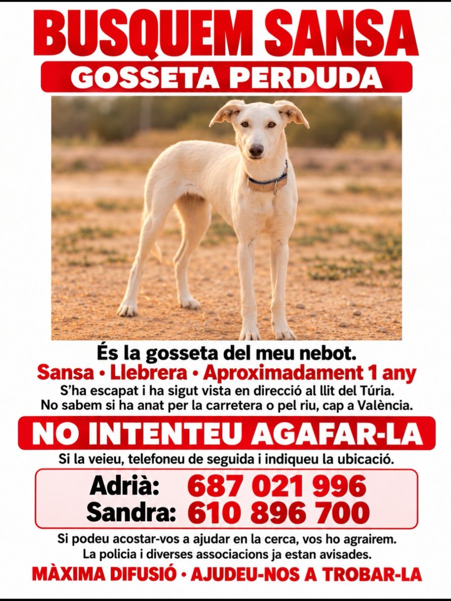 GemmaPasqual's tweet photo. BUSQUEM SANSA, la gosseta del meu nebot. És una llebrera d’aproximadament un any. S’ha escapat i l’han vista en direcció al llit del Túria, cap a València.
🙏 Compartiu, per favor! Qualsevol ajuda per a trobar-la és benvinguda. https://t.co/aoqjxRxndV