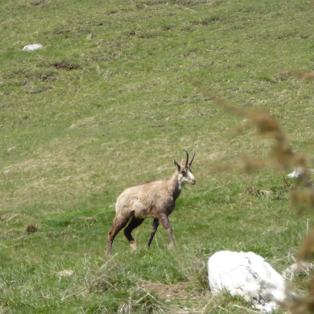anahien's tweet photo. Queyras, France, 2016. Un chamois explorant la prairie. https://t.co/5JS6rb5CrQ
