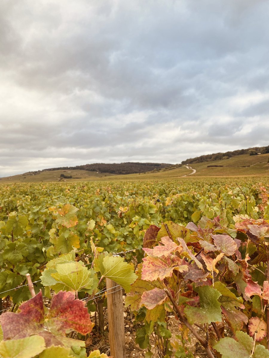 ceseph's tweet photo. Balade automnale dans les vignes
🍇🍂✨ #bourgogne #cotedor #closvougeot https://t.co/sKc0T2uKCK