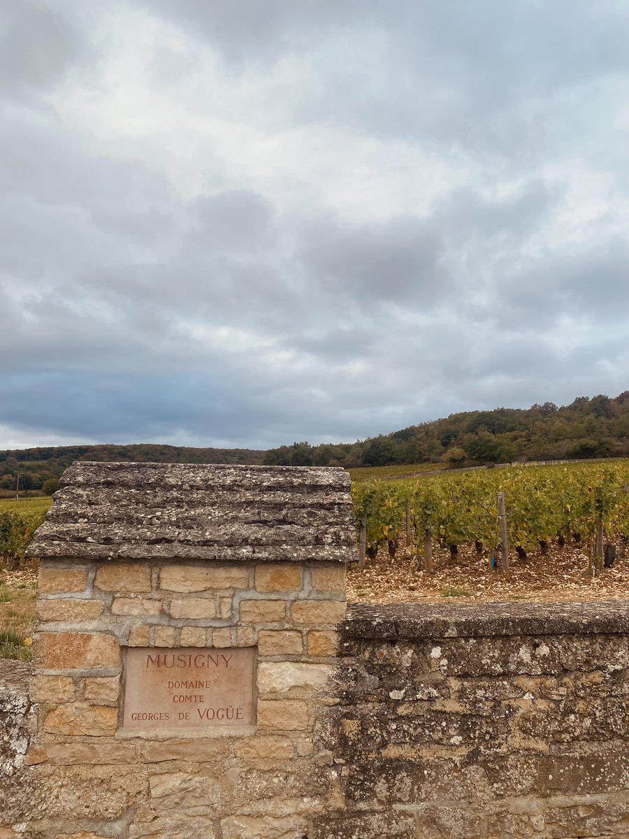 ceseph's tweet photo. Balade automnale dans les vignes
🍇🍂✨ #bourgogne #cotedor #closvougeot https://t.co/sKc0T2uKCK