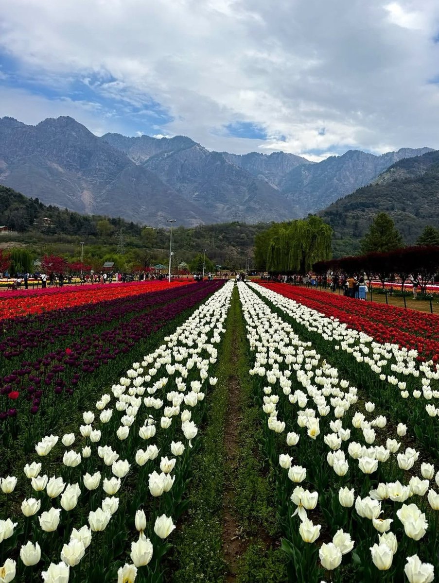 Akkumarxgk's tweet photo. Posting all the flowers you deserve
named you Rose,
a promise to the universe-
to gather every flower
that ever learned to bloom,
and lay them at your feet.
Because some souls aren't named
after flowers to be admired;
they are named Rose
#natural #flowers https://t.co/YFyhgqnSqg