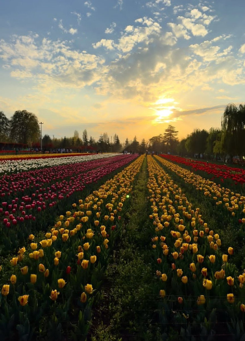 Akkumarxgk's tweet photo. Posting all the flowers you deserve
named you Rose,
a promise to the universe-
to gather every flower
that ever learned to bloom,
and lay them at your feet.
Because some souls aren't named
after flowers to be admired;
they are named Rose
#natural #flowers https://t.co/YFyhgqnSqg