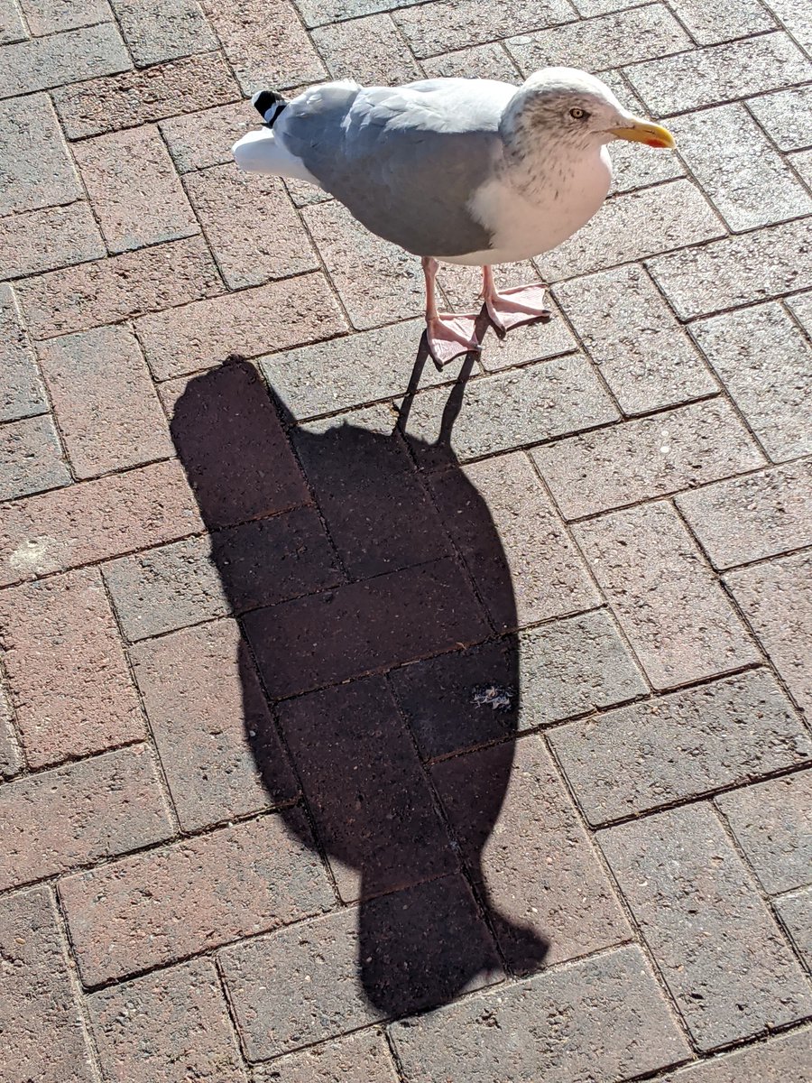 GuruAnaerobic's tweet photo. Gulls have followed me to Scotland. Had to give this one part of my tuna sandwich. 

Much maligned in the UK by numbnut tourists and coastal locals. I love them. They're courageous and intelligent,but an absolute menace to small kids with ice-creams and overweight sunburnt English holiday makers with fish (or saveloy) and chips.

If gulls were 4ft tall they'd be an apex predator, like those large megafauna birds which lived in Madagascar.
