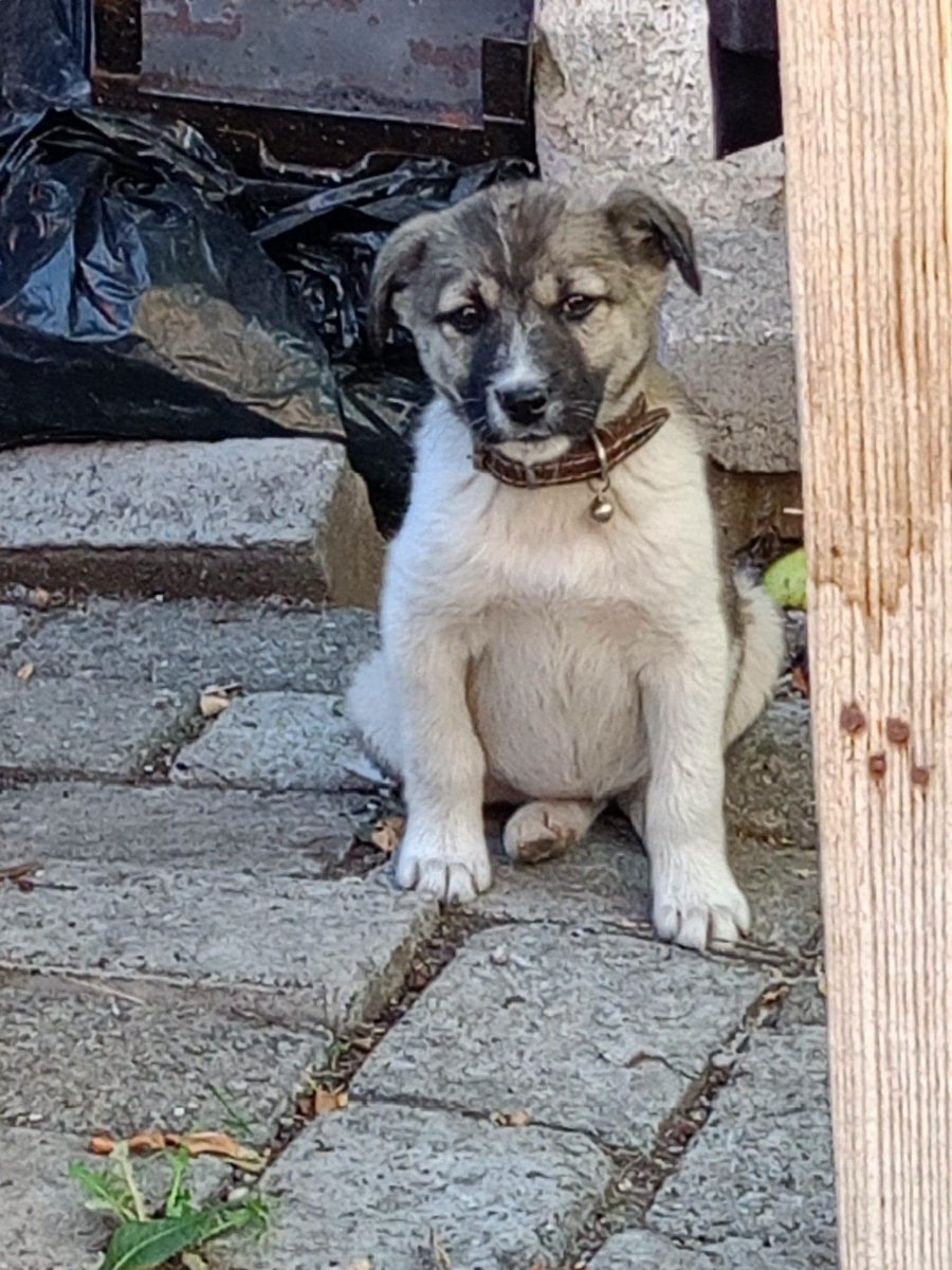 zllktlr's tweet photo. "Dişi olduğu için ormana birakilan daha 3 aylik bir kiz. Lütfen paylasarak yuva bulmasina yardimci olur musunuz?
Iletisim:05389257738  Karabük  https://t.co/dfqWYbQ1Fx https://t.co/3HXDHbLolG