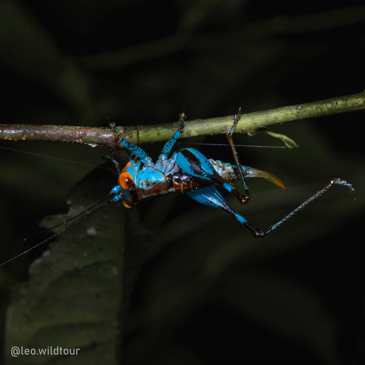 AgueroMichelle's tweet photo. Blue Katydid (Lipotactes vietnamicus), a striking species endemic to northern Vietnam’s forests. Small and secretive, it reveals the remarkable hidden diversity of our tropical ecosystems. https://t.co/RavqOfVmf3
