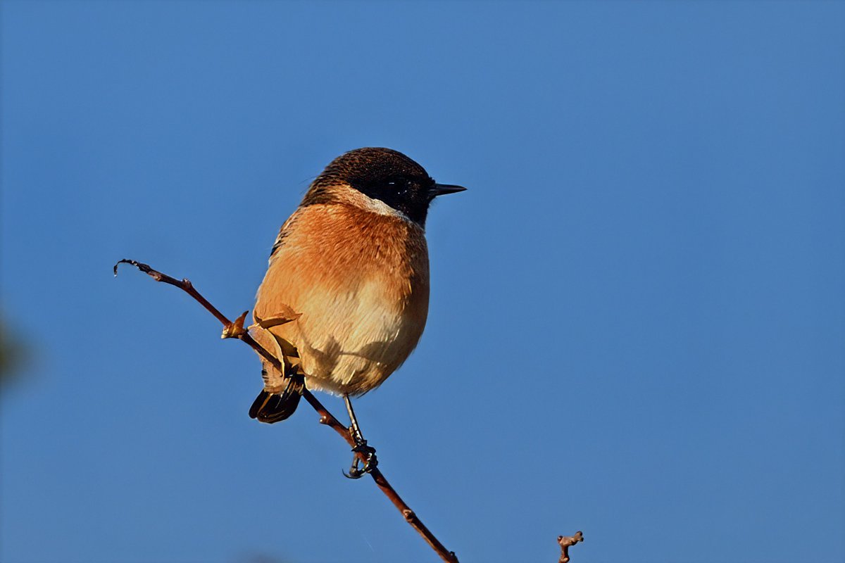 bomberburnside's tweet photo. Male stonechat very smart in the morning sunshine. https://t.co/fNwAalvwXb