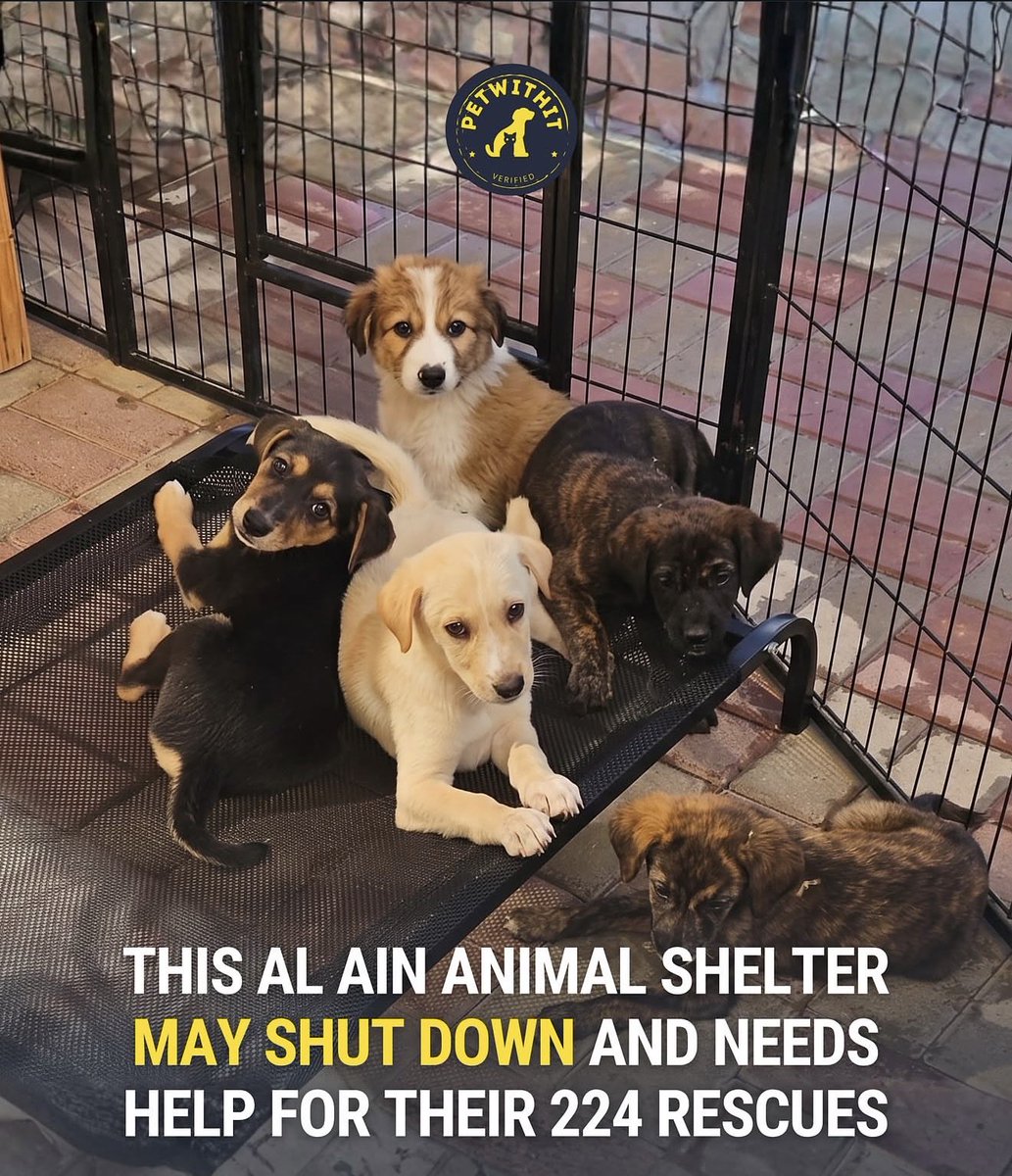 eeelistar's tweet photo. This animal shelter could shutdown

224 rescues, cats and dogs alike

This team of 3 volunteers are overwhelmed by vet bills, rent and other expenses

If you can help, please check the links below. Every little helps, I pray someone reading this blesses these angels https://t.co/65CqN3EWIH