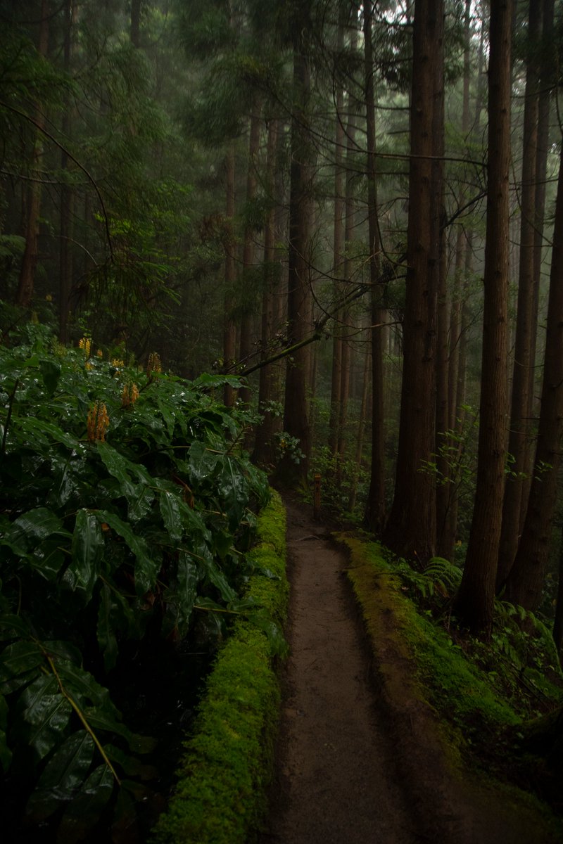 Jans__clicks's tweet photo. On the way to Lagoa do Fogo, via the levada in a quiet and misty environment.

#saomiguel #hicking #misty https://t.co/UVxbS17Qyr