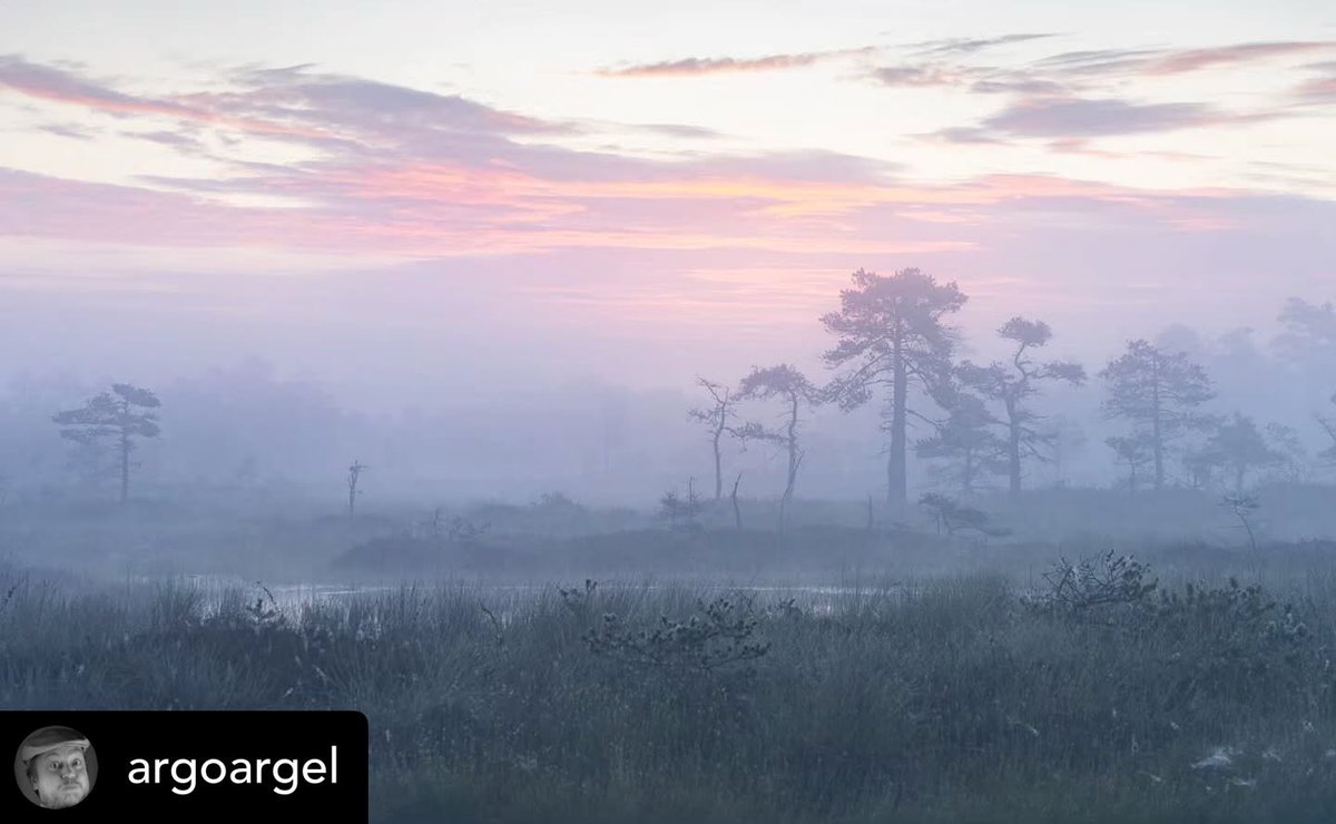 wylLmer's tweet photo. @argoargel Mornings in the bog are growing colder, and autumn is drawing near. https://t.co/RcQkcMXOqF