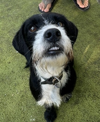 millypod1's tweet photo. 🆘17 OCT 2026 #Lost Pippa &amp; Peppa #ScanMe 
 2 Terrier Cross 
Black &amp; white Female &amp; Tan YOUNG Male
Grendon Lakes #NN7 1JW #Northampton
West #Northamptonshire
https://t.co/xZ2DyLxndK
https://t.co/gm6i4LqQSM https://t.co/R5iV0bdcsl
