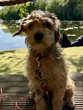 millypod1's tweet photo. 🆘17 OCT 2026 #Lost Pippa &amp; Peppa #ScanMe 
 2 Terrier Cross 
Black &amp; white Female &amp; Tan YOUNG Male
Grendon Lakes #NN7 1JW #Northampton
West #Northamptonshire
https://t.co/xZ2DyLxndK
https://t.co/gm6i4LqQSM https://t.co/R5iV0bdcsl