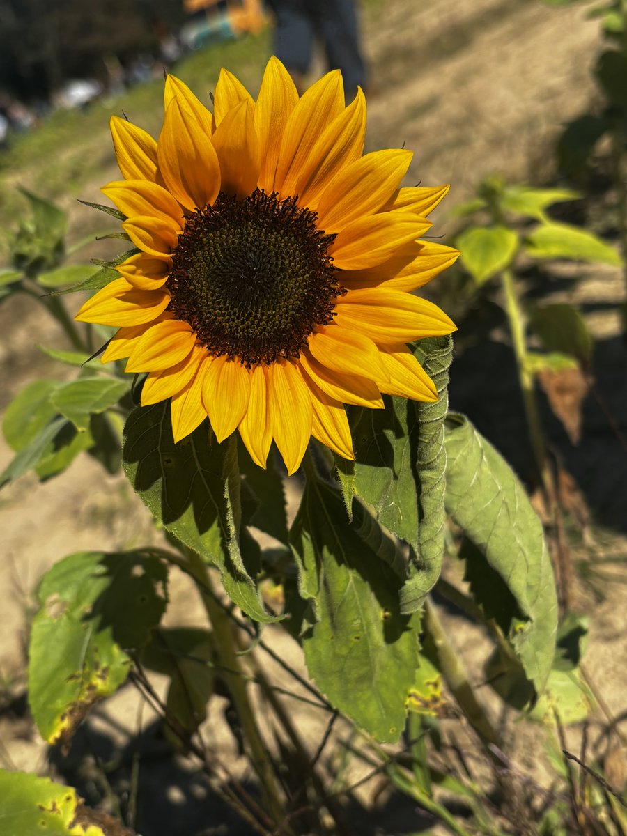 AshleyMA1989's tweet photo. Meet me in a field of sunflowers and wildflowers🌻🌺☀️ https://t.co/zb4dqf4FrQ