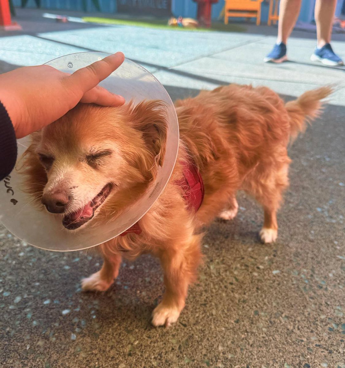 JustPassingof's tweet photo. Went to Muttville Senior Dog Rescue in San Francisco。Most of the dogs here are already over seven years old, and quite a few are already in their teens #Muttville #SeniorDogs https://t.co/G5lywC1g5t