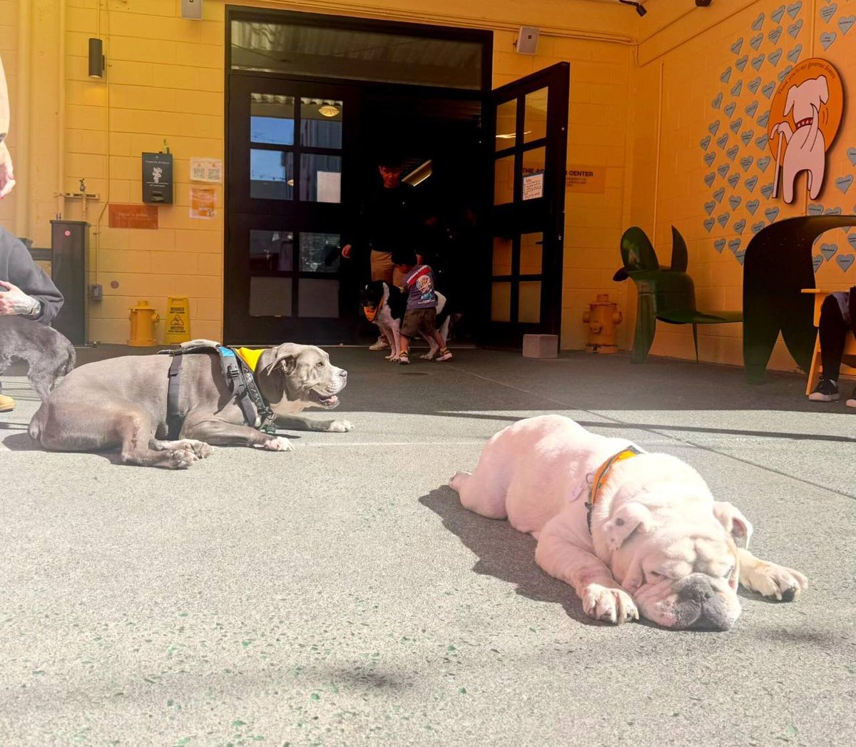 JustPassingof's tweet photo. Went to Muttville Senior Dog Rescue in San Francisco。Most of the dogs here are already over seven years old, and quite a few are already in their teens #Muttville #SeniorDogs https://t.co/G5lywC1g5t
