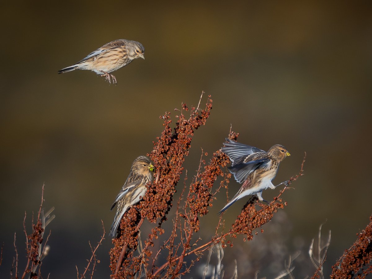 manxmannin's tweet photo. 2 Twite perched and a Linnet about to join them! Possibly a good ID example #isleofman #NatureBeauty ๐ฎ๐ฒ https://t.co/paMfnRT2zi