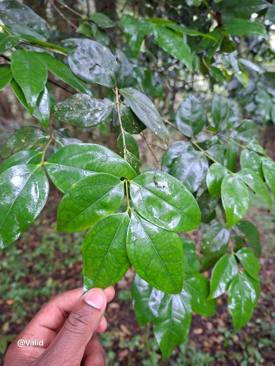 ValidMwawana's tweet photo. A daily dose of a new tree.
Strychnos mitis
(Species 291 of 365)
Common name: hard pear
Family: Loganiaceae
📌 Namanga Hill, Kajiado County. https://t.co/fjSQxVSEDO