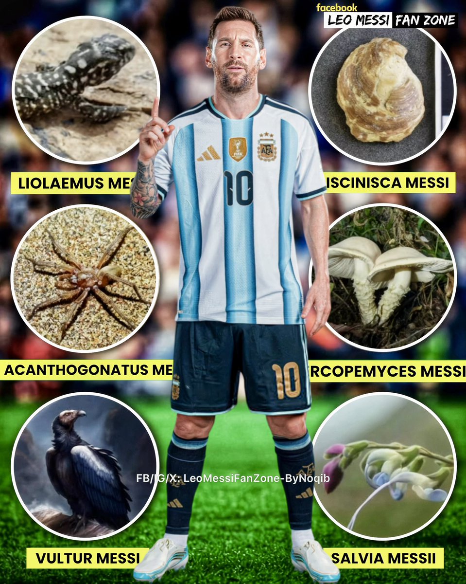LeoMessiFanZone's tweet photo. 🚨BREAKING NEWS: Leo Messi holds the ultimate world record in science as 6 different species on Earth have been officially named after him! 😳🔥

Here is the official Messi Science 6-Pack:

1. 🦎 Liolaemus messii
2. 🕷️ Acanthogonatus messii
3. 🦅 Vultur messii
4. 🐚 Discinisca messii
5. 🍄 Cercopemyces messii 
6. 🌿 Salvia messii 

No other footballer in history comes close. Leo Messi doesn't just rule football; he's written into the DNA of planet Earth! 🌍✨

6 TIMES SCIENCE BOWED TO THE GOAT! 🇦🇷🐐