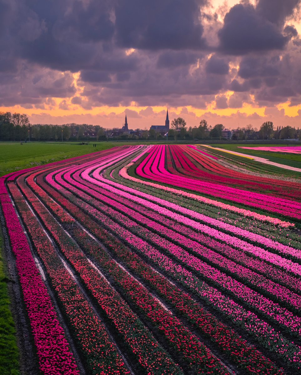yatnulix's tweet photo. Even the tulips know where the holy vibes are. https://t.co/H5tv6Jqsro