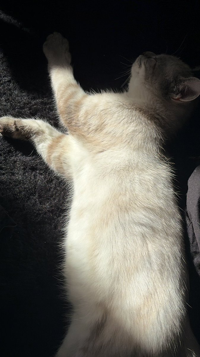 ribbombom's tweet photo. Got a cat btw https://t.co/k417z6VrDT