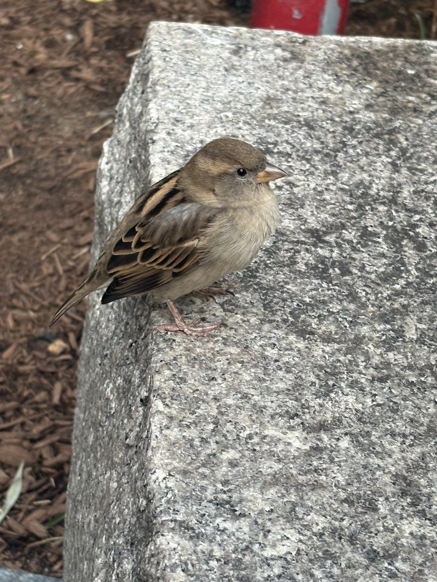 boyohwow's tweet photo. I loved these little brown beasts that wanted my bread https://t.co/m736KGJjuZ