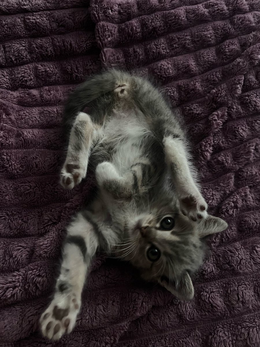 mashikss01's tweet photo. вот такая у меня пупуся https://t.co/TxaxXhsc8Y