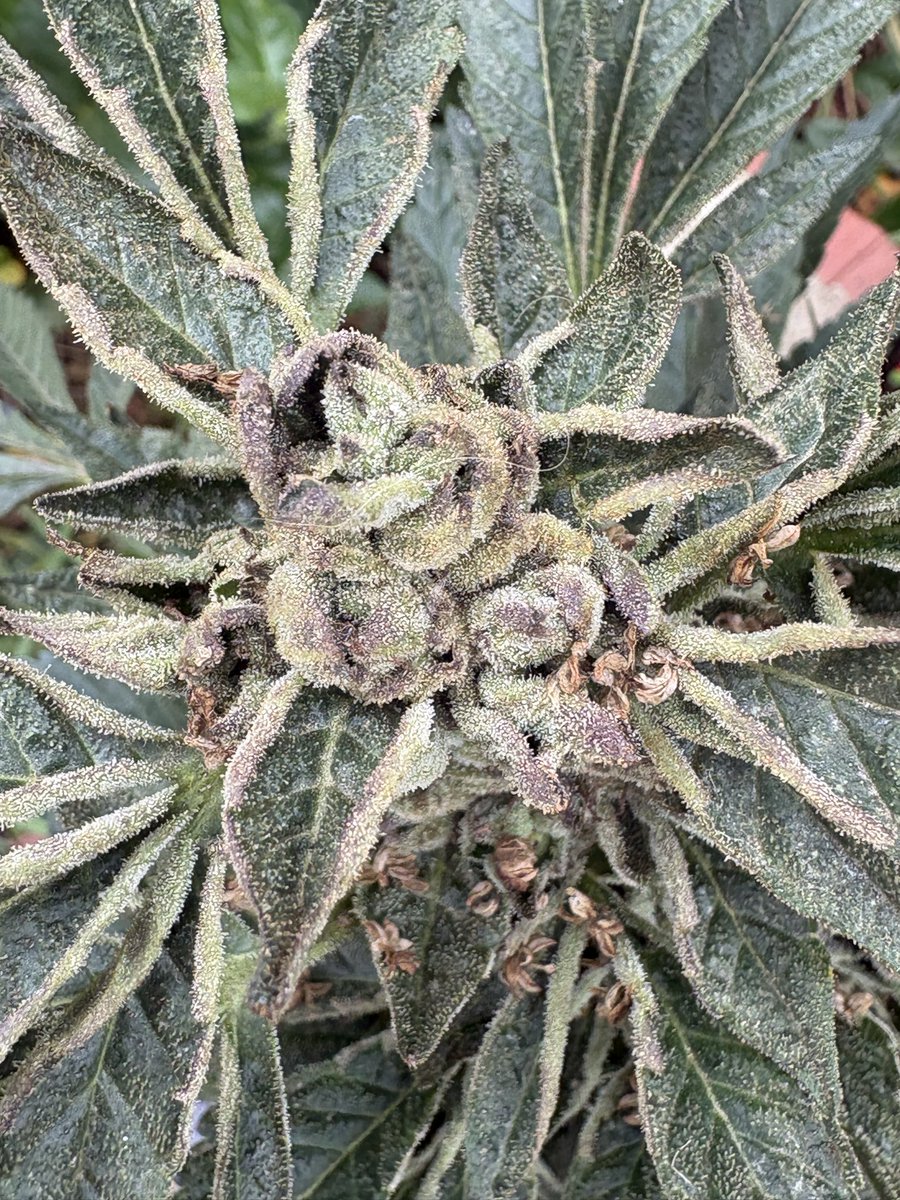 davidrdowns's tweet photo. Toad OG Chem Cherry West packs for the homies. https://t.co/SrxSNFJejD