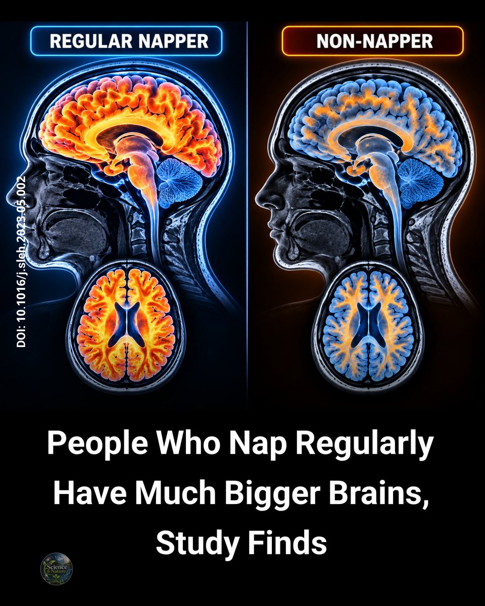 ScienceIsNew's tweet photo. Taking a short afternoon nap is more than just a way to beat midday fatigue; it may actively protect the aging brain. A landmark study led by researchers from University College London and the University of the Republic in Uruguay found a direct link between habitual daytime napping and a larger total brain volume. Because our brains naturally shrink with age, a process that accelerates in people with cognitive decline and dementia, maintaining brain size is a key marker of long-term neurological health.

To look past lifestyle habits or underlying illnesses that often cloud sleep studies, the team analyzed genetic data and brain scans from nearly 379,000 UK Biobank participants aged 40 to 69. They focused on 92 genetic markers that naturally predispose people to daytime napping. Because these genes are set at birth, comparing people with and without them allowed scientists to isolate the true biological effect of daytime sleep.

The results showed that people genetically wired to nap regularly had a total brain volume 15.8 cubic centimeters larger on average than non-nappers. This preserved brain tissue is equivalent to slowing down normal age-related brain shrinkage by 2.6 to 6.5 years.
While nappers did not show differences in specific memory test scores, reaction times, or the size of the brain's memory center (the hippocampus), daytime sleep appears to act as a broad protective shield across the entire brain, likely compensating for poor nighttime rest. According to the researchers, keeping early afternoon naps under 30 minutes is the ideal way to gain this anti-aging brain boost without disrupting nighttime sleep.

Original Reference: Paz V, Dashti HS, Garfield V. Is there an association between daytime napping, cognitive function, and brain volume? A Mendelian randomization study in the UK Biobank. Sleep Health (2023). DOI: 10.1016/j.sleh.2023.05.002