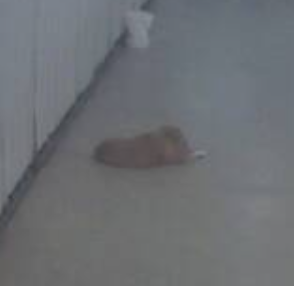 NotVeryFunGuy's tweet photo. @Unsecured_CCTV Puppies!

... I know they are grown dogs, it is just fun to call them puppies. https://t.co/4a5Hz1nqn4