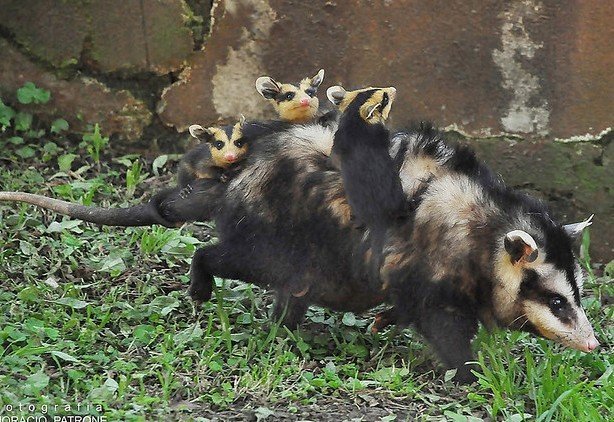 bichoargentum's tweet photo. Feliz Día de la Madre 🌺

Y estas madrazas que hacen todo por sus crías también 🐾
#FelizDomingo https://t.co/Gy5hyEolgK
