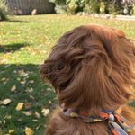 Photo by Cooper Jack & Biggie Smalls (@MiniRetrie27785)