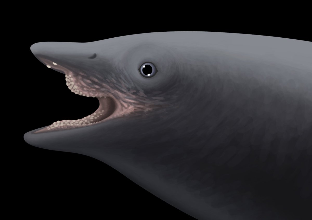 aberrantologist's tweet photo. My take on the newly described Ammonitritor! Explanation in the thread below... https://t.co/OGMMedWZ0j