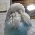 Photo by うにぽこ (@Unipococh)