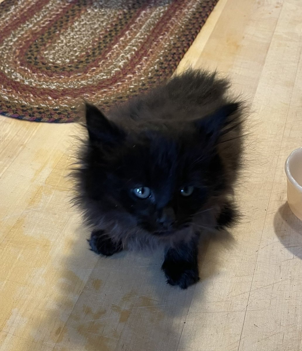 SandraAnnKelley's tweet photo. Apparently some horrible person dumped this very tiny kitten on our street. Not the first time that’s happened. Little guy/girl was freezing and starving. Now at least s/he’s got a nice full belly and I’ve set him/her up in the sunroom. https://t.co/jdCmpKnuTU