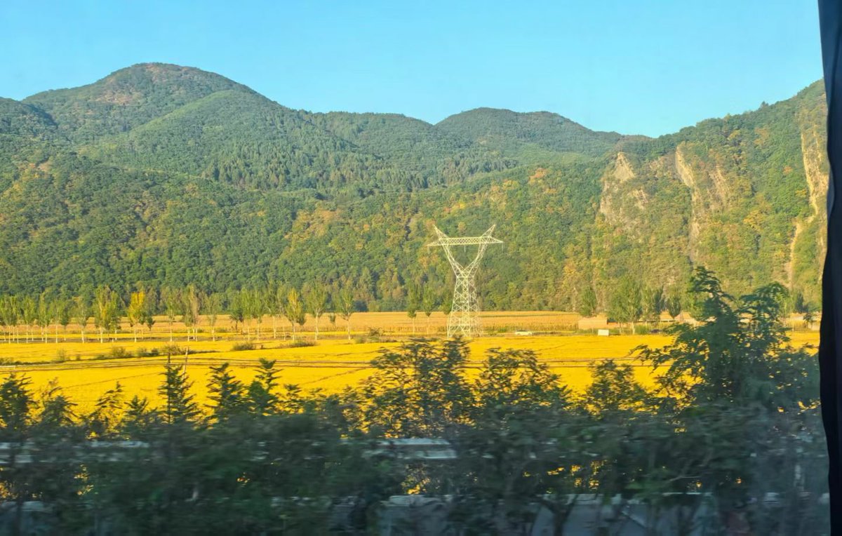 aroncheunga's tweet photo. Harvest season, golden time https://t.co/phP0O9DCKE
