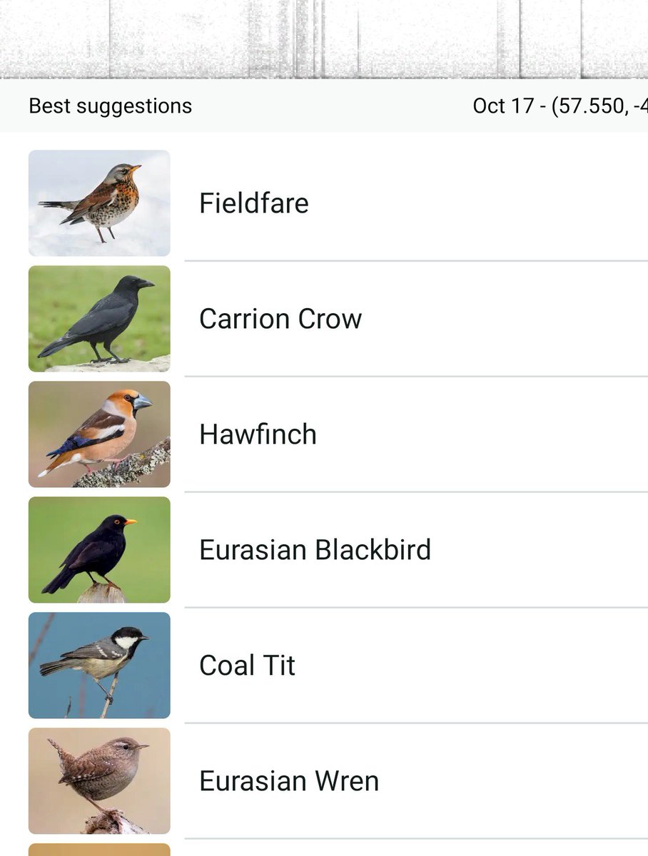 GuruAnaerobic's tweet photo. First Fieldfare in the garden in Scotland. They're migrants from Russia and Eastern Europe - overwinter in the UK. 

Thrush family but are distinctive in having a very orange breast. The first time I saw fieldfares was in my mum's garden in London in the early 70's. A group of them landed in the snow and proceeded to eat the orange pyracantha berries. I've always remembered it because the sight was so stunning.