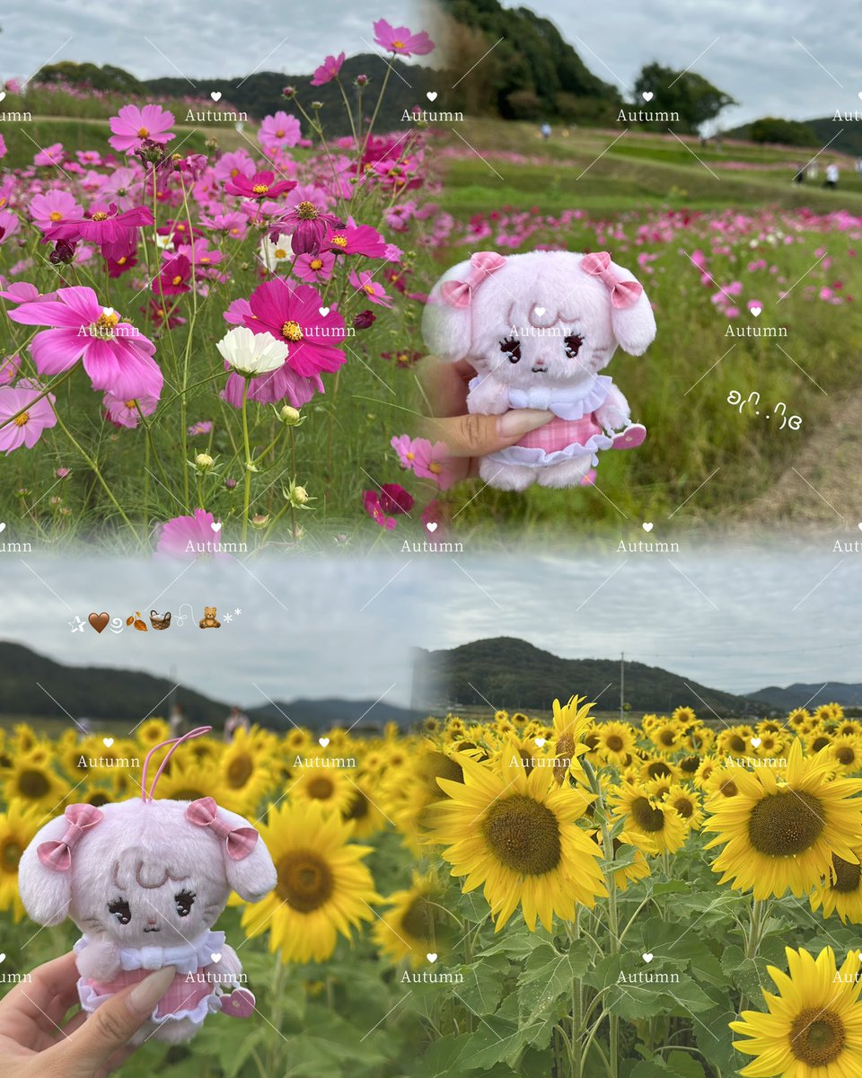 __mi3mi__'s tweet photo. 昨日は家族dayで秋桜見てきたˎˊ˗
大好きなひまわりも咲いてて嬉しかったの一言🌻♡ https://t.co/ajCVbHov6G