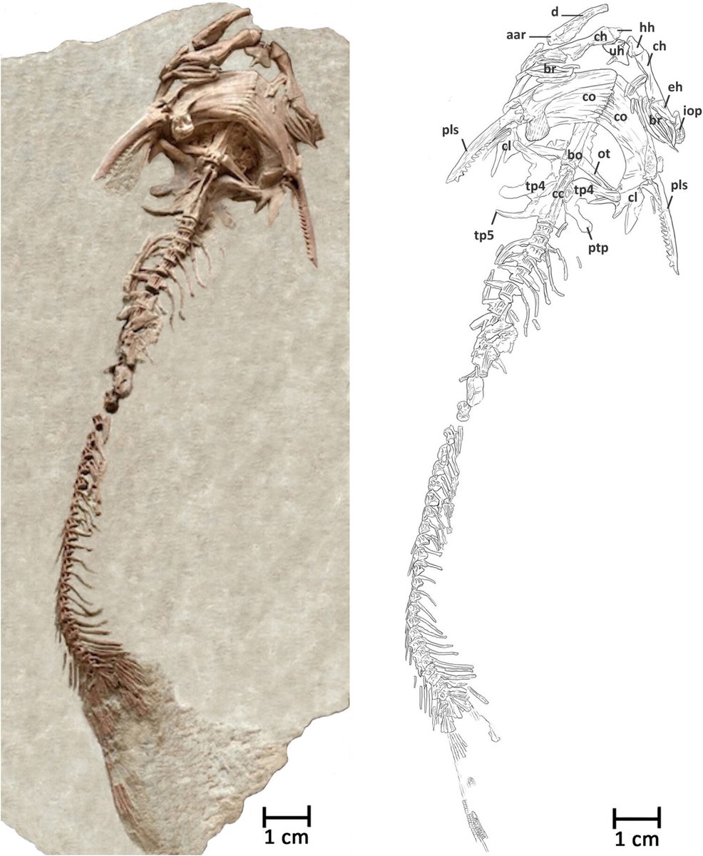 EDGE_Science_'s tweet photo. 🚨NEW STUDY DROP🚨

NEW FISH - I. geraldsmithi
A new species of the Ictalurus catfish genus is described from early Oligocene Brule Fm, South Dakota, US - I'm posting this one cuz just loook at that preservational detail!!!! amaze! https://t.co/fCsbFiitpE