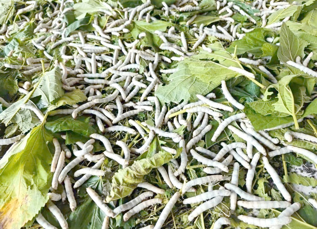 pita7828's tweet photo. Yo, this chill vibe’s so silkworm-cute, gonna laze around today! （哟，这悠闲的氛围太蚕里蚕气啦，今天打算懒懒待着！） https://t.co/CqsBoqNcVs
