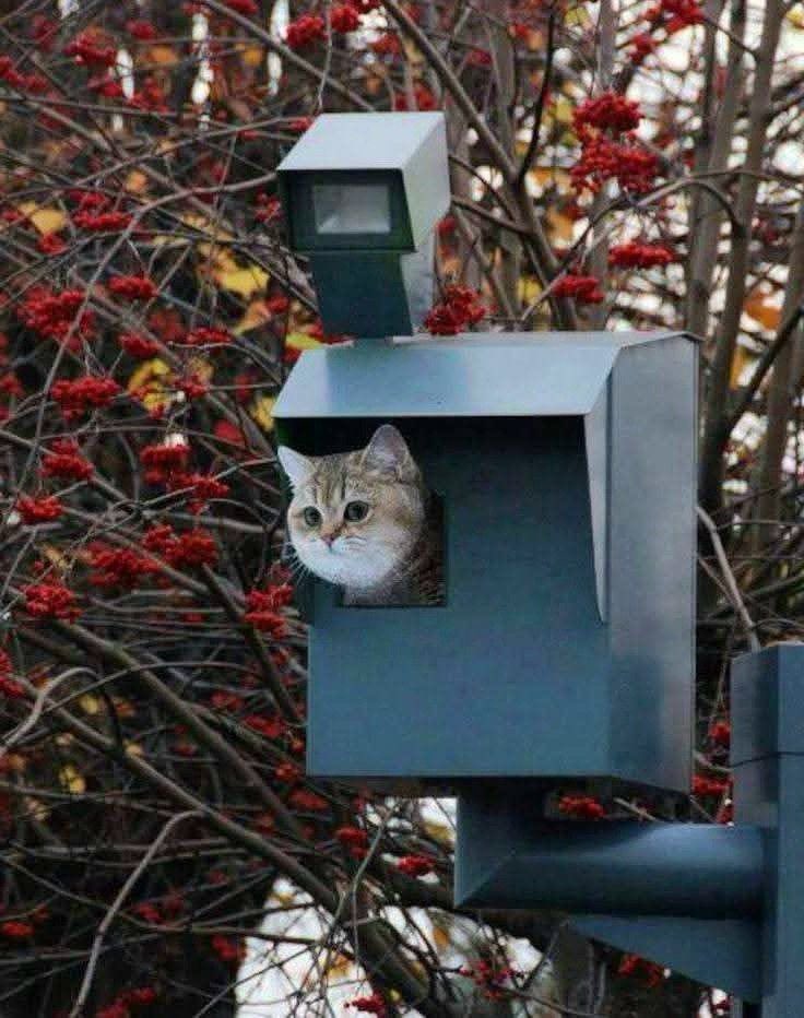catsforlesbians's tweet photo. lesbians that stalk people https://t.co/xPPSwpD8BC