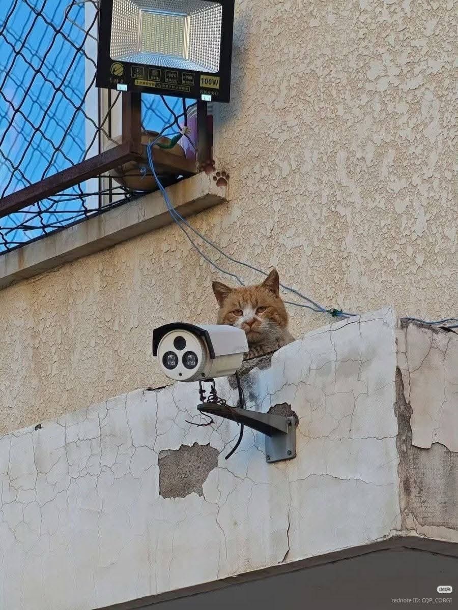 catsforlesbians's tweet photo. lesbians that stalk people https://t.co/xPPSwpD8BC