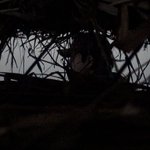 Photo by Pittwaterfowlers (@Pittwaterfowler)