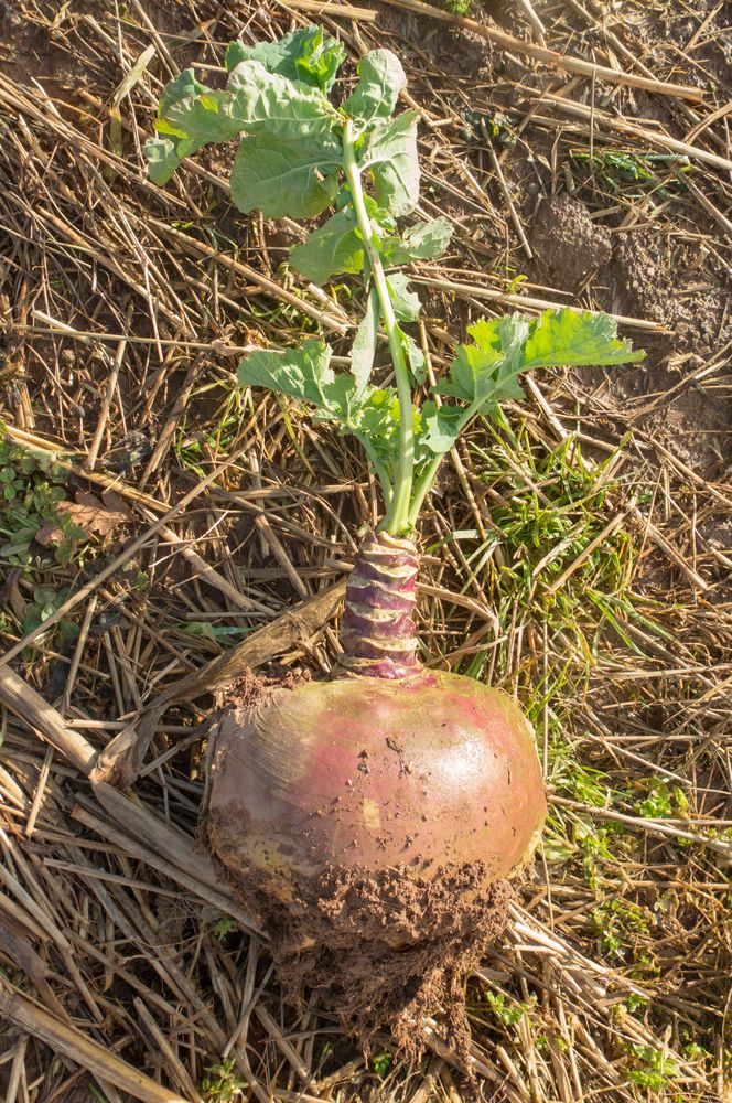 veg_plotter's tweet photo. Leave swedes in the ground this winter, but avoid the struggle of digging frozen soil! ❄️ Pack a layer of straw, bracken, or newspaper mulch around the veg to absorb frost. This keeps the ground workable so you can easily lift them when needed. Grow guide: https://t.co/KdgDsqah1z https://t.co/fjHWj7orGX
