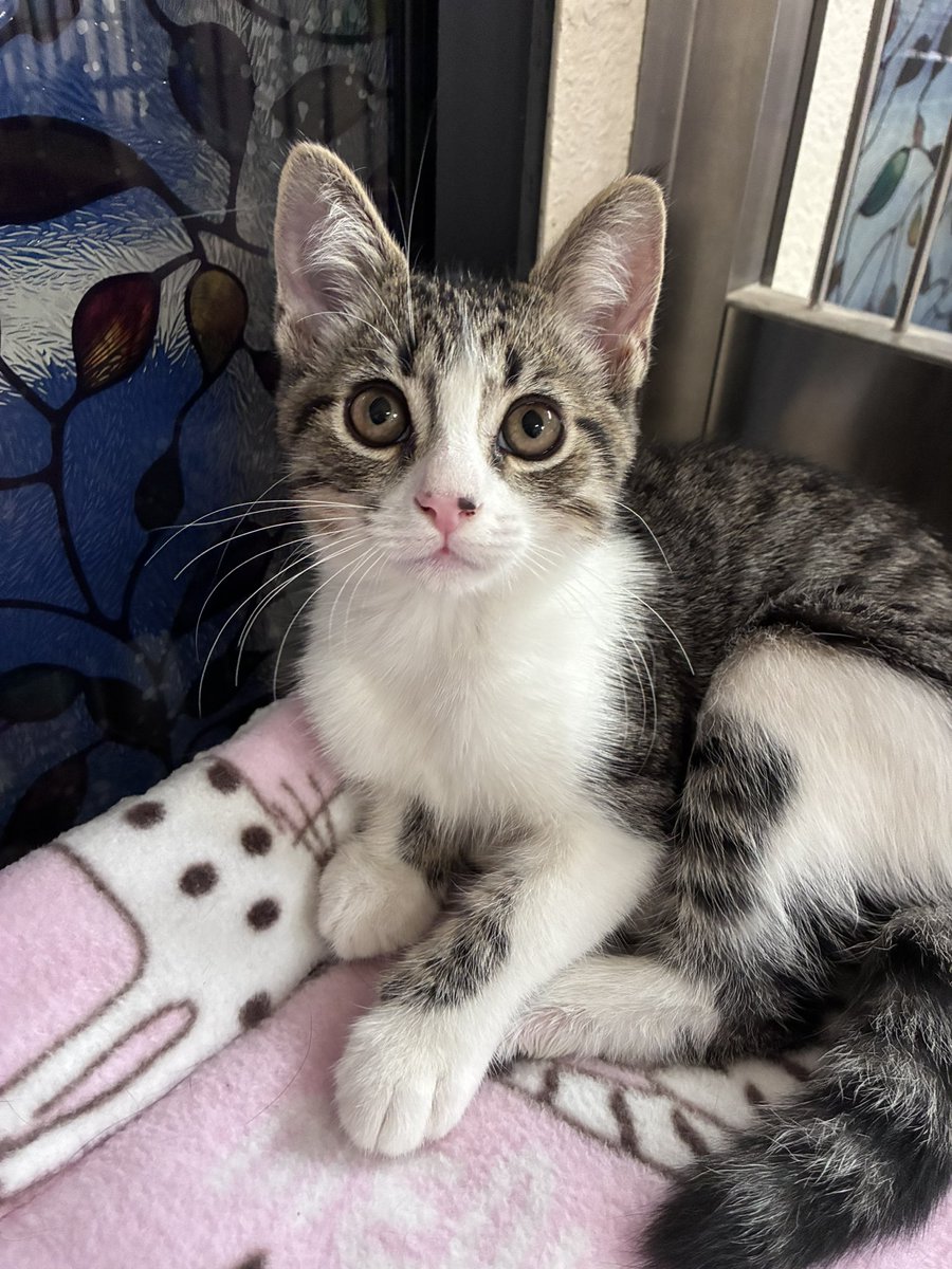 nevikyu's tweet photo. new kitty at work he looks like a lemur https://t.co/N1yawYMsts